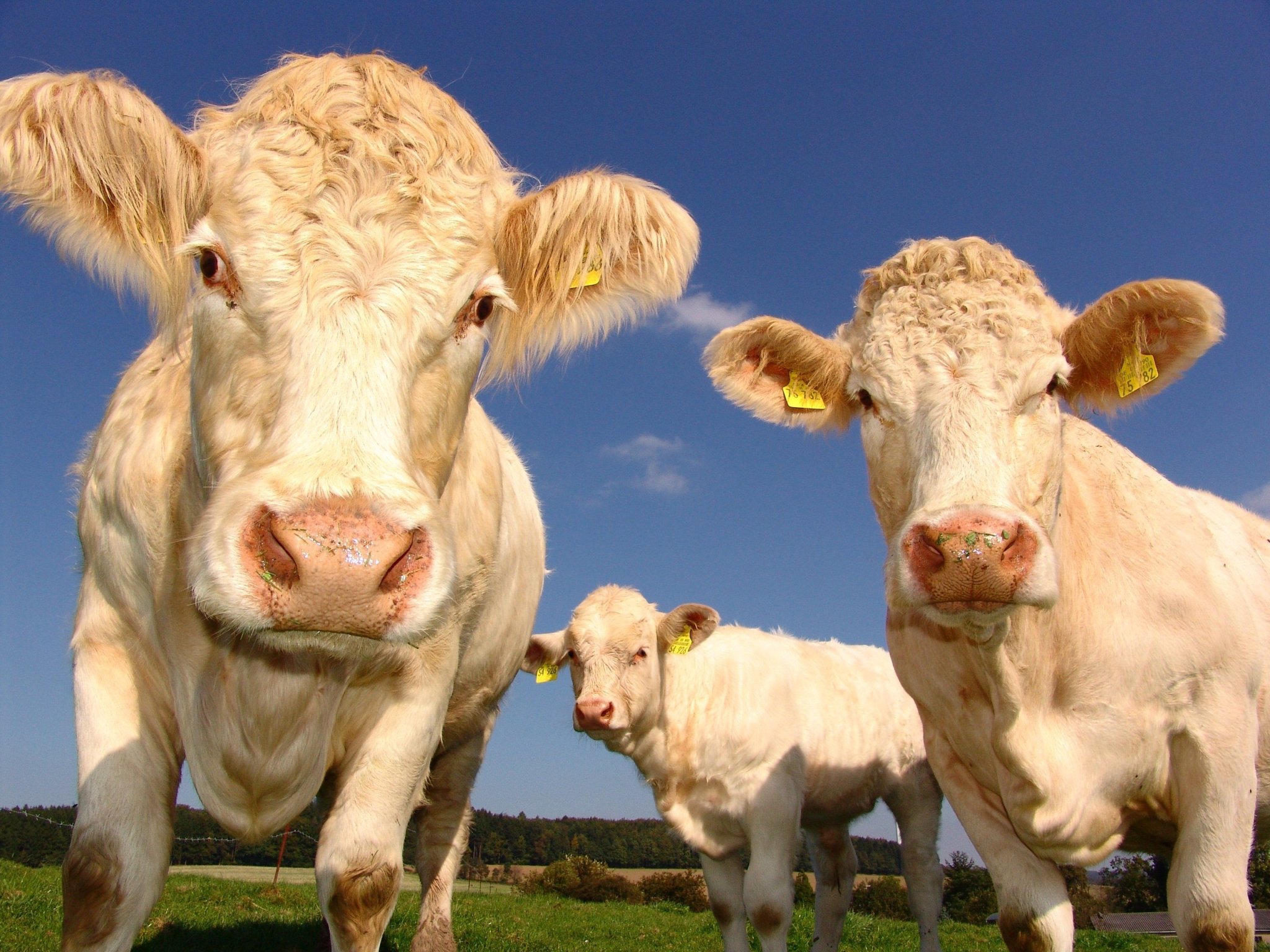 Les vaches et les cochons ont trop chaud pour produire