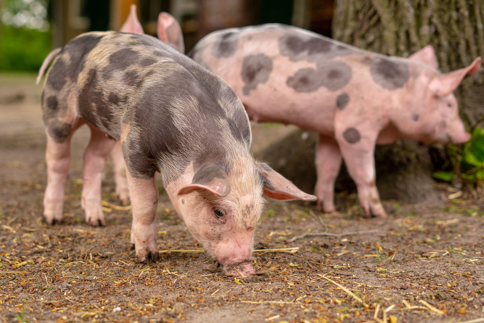 Fermier condamné car il castrait des porcelets sans anesthésie