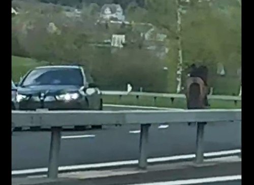 Achtung, Gegenverkehr: Pferde büxen auf Autobahn aus