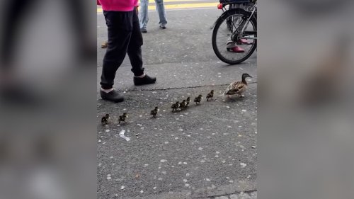 Süsse Entenfamilie spaziert über Bahnhof