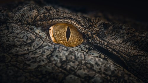 Erkennst du am Auge, um welches Tier es sich handelt?