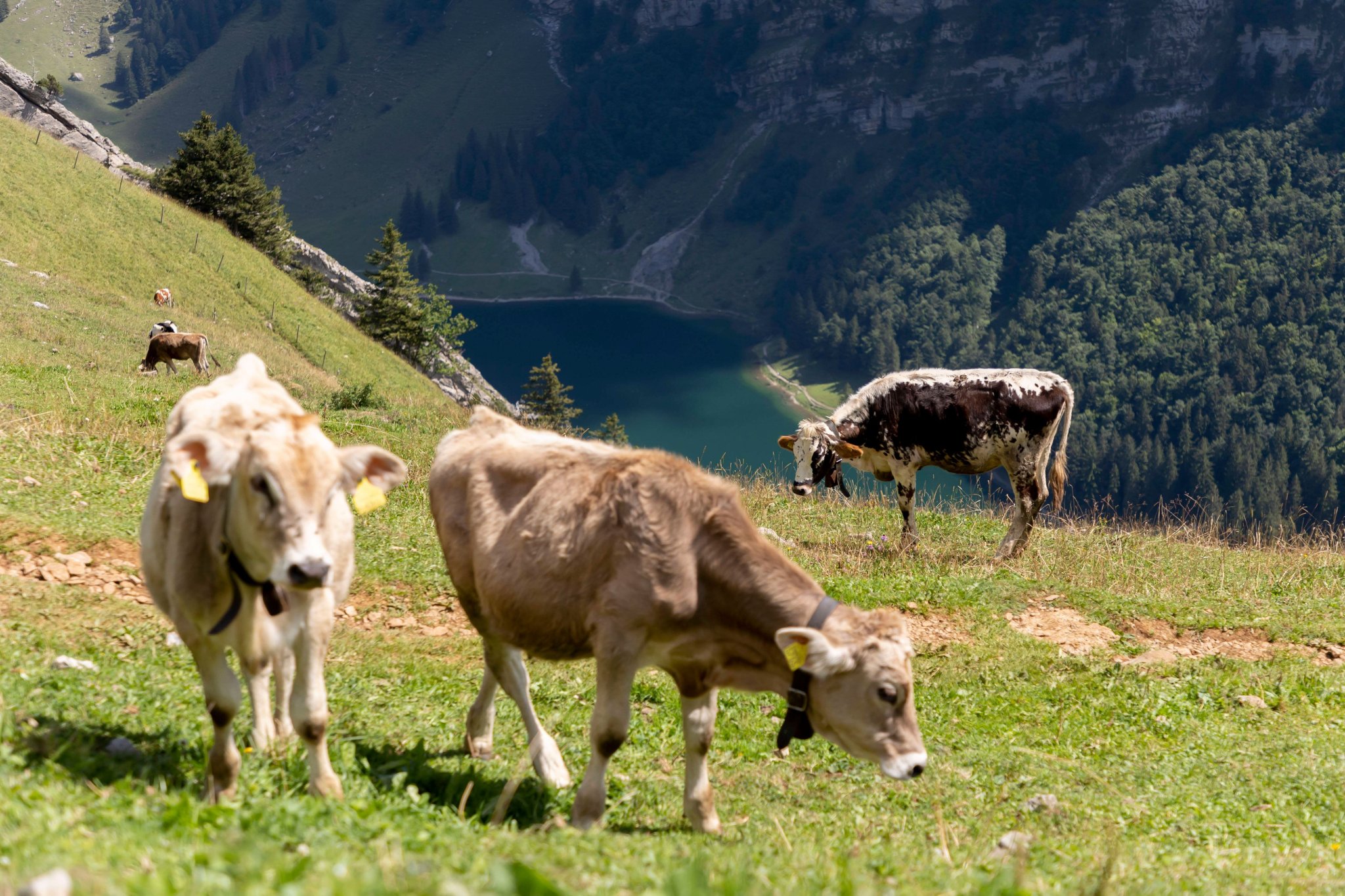 Les Suisses préfèrent de loin le bien-être animal au bio et local