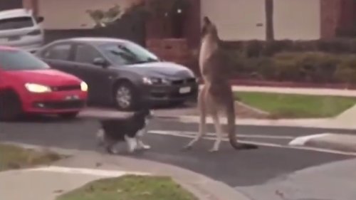 Hund jagt Känguru: Die traurige Wahrheit hinter dem viralen Kampf