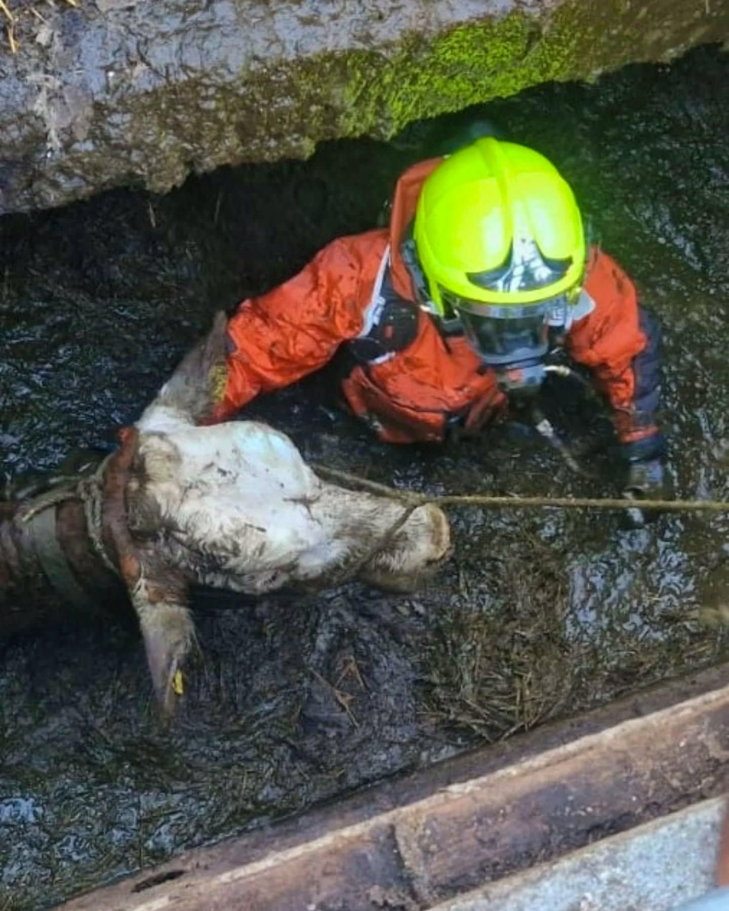 Pompiers au secours d’une vache coincée dans la fosse à purin