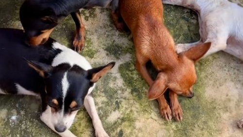 «Hundeflüsterin» Sophia (7): Tierquälerei oder einfach süss?