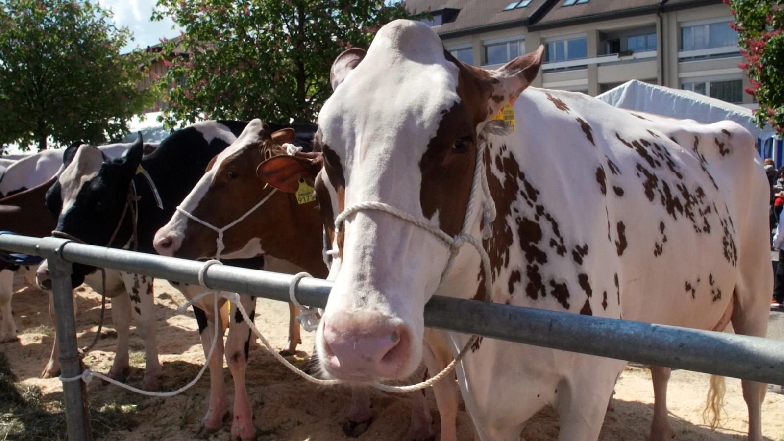 «Si un cas se révèle, on devra sûrement abattre nos 300 bovins»