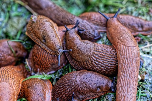 Diese Mittel helfen gegen Schnecken im Garten