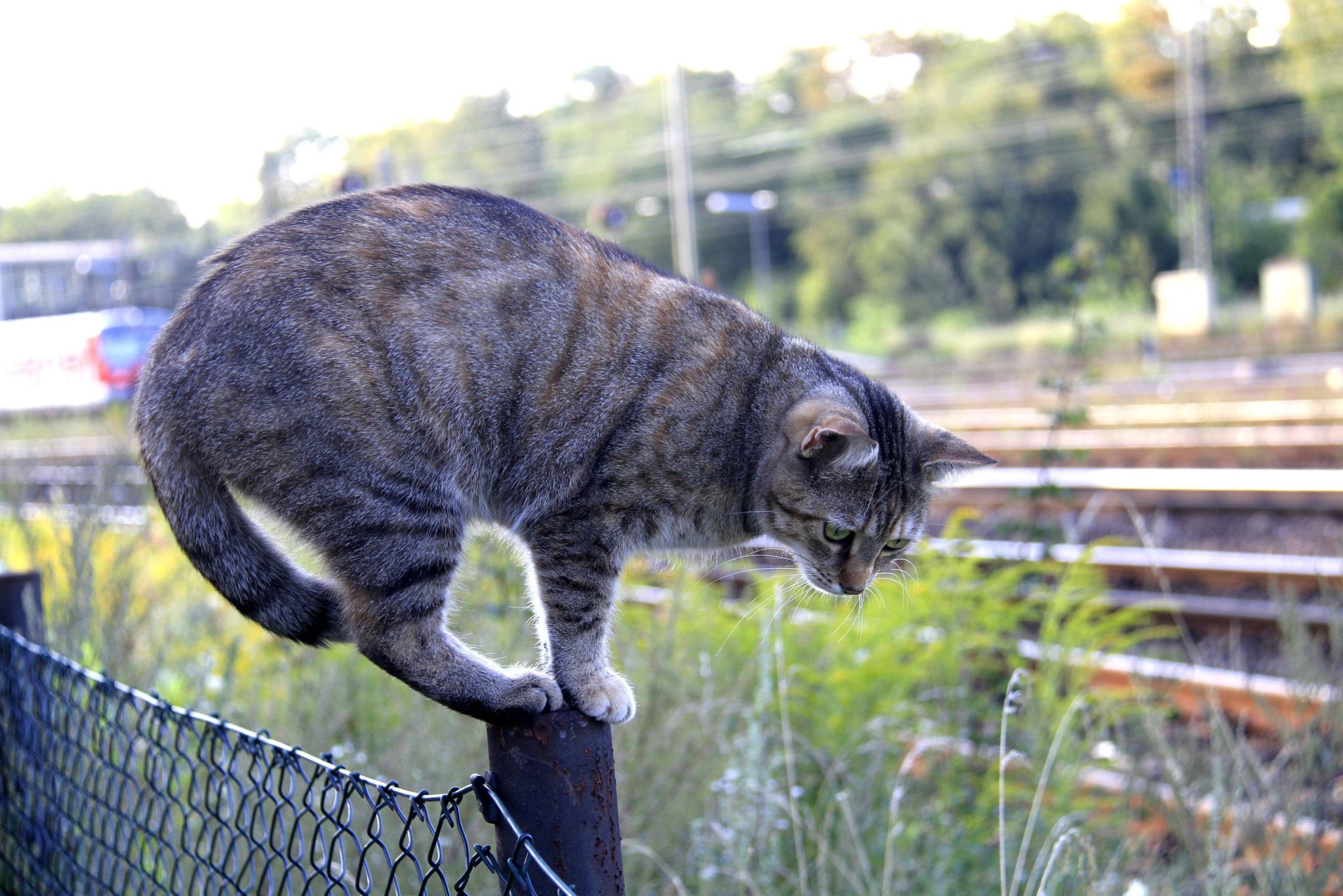 Diese Katzen sorgen für Trubel auf dem Perron