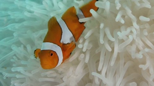 Wird es heiss, dann schrumpft der Clownfisch