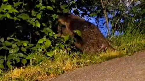 Freier Blick aufs Bundeshaus: Biber fällt Baum an Aareufer