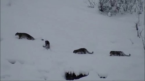 Hoffnung für Schneeleoparden: Diese Aufnahmen sind eine Seltenheit