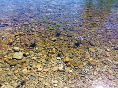 Des cyanobactéries observées au bord du lac de Neuchâtel