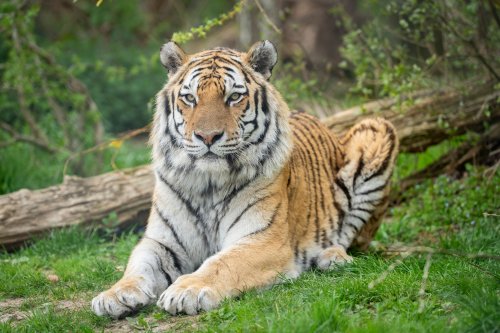 Zoo nimmt Abschied: Seilzieh-Champion Viktor ist tot