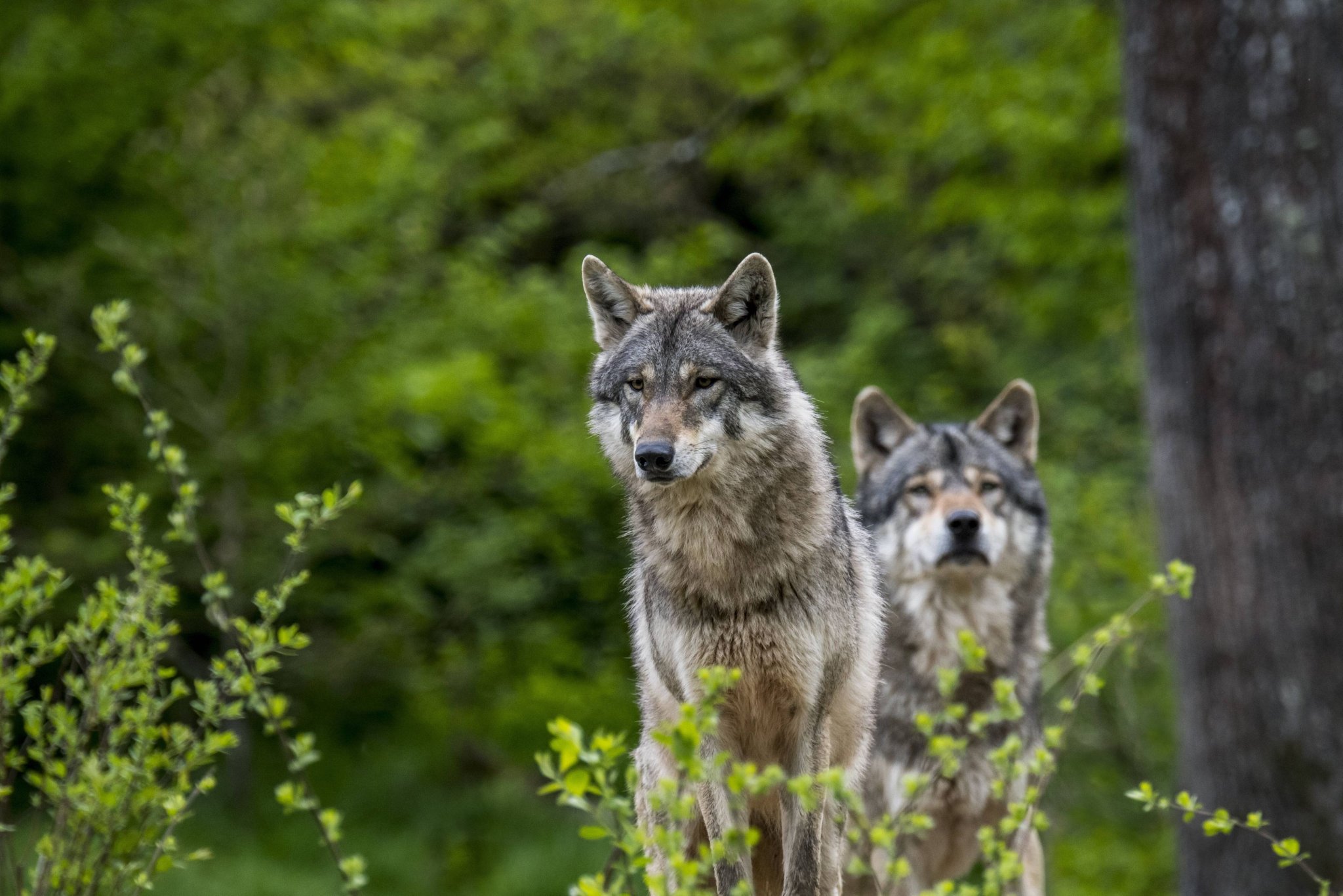 Darum stoppte der «Schweizer Bauer» die Wolfsumfrage