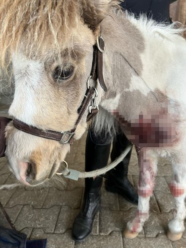 Therapiepferd Maine attackiert – Besitzerin ist entsetzt