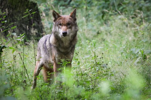 Wölfe in Siedlungsnähe: Jagdaufseher gibt Verhaltenstipps