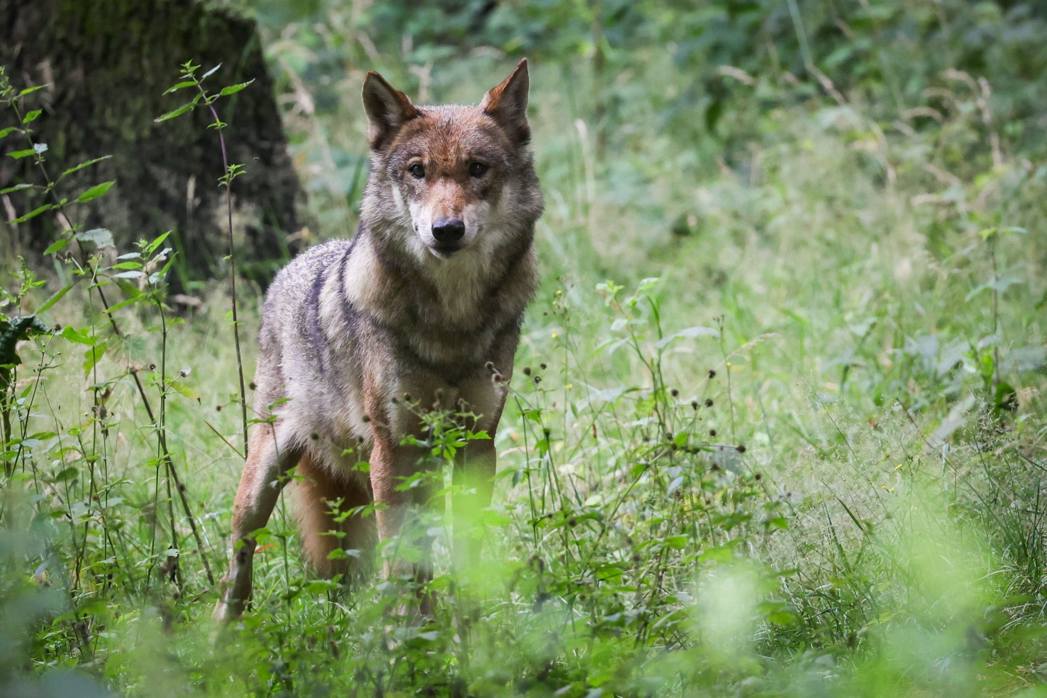 Wölfe in Siedlungsnähe: Jagdaufseher gibt Verhaltenstipps