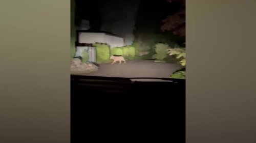 Le mystérieux animal qui errait dans un quartier a été identifié