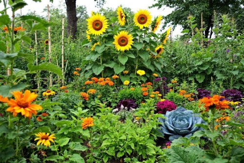 La permaculture, un art révolutionnaire pour vos plantations
