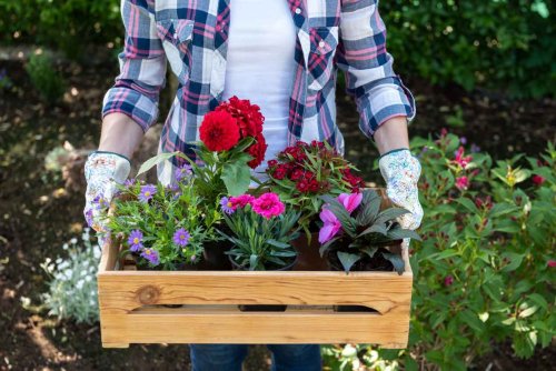 Ces 10 plantes et fleurs anciennes méconnues à planter au printemps dans votre jardin