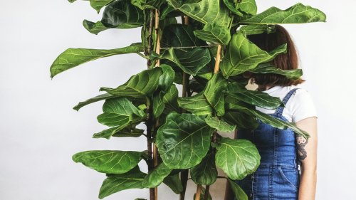 Fini la Monstera et autres plantes démodées ! Voici les 6 plantes tendances qui font fureur en 2025