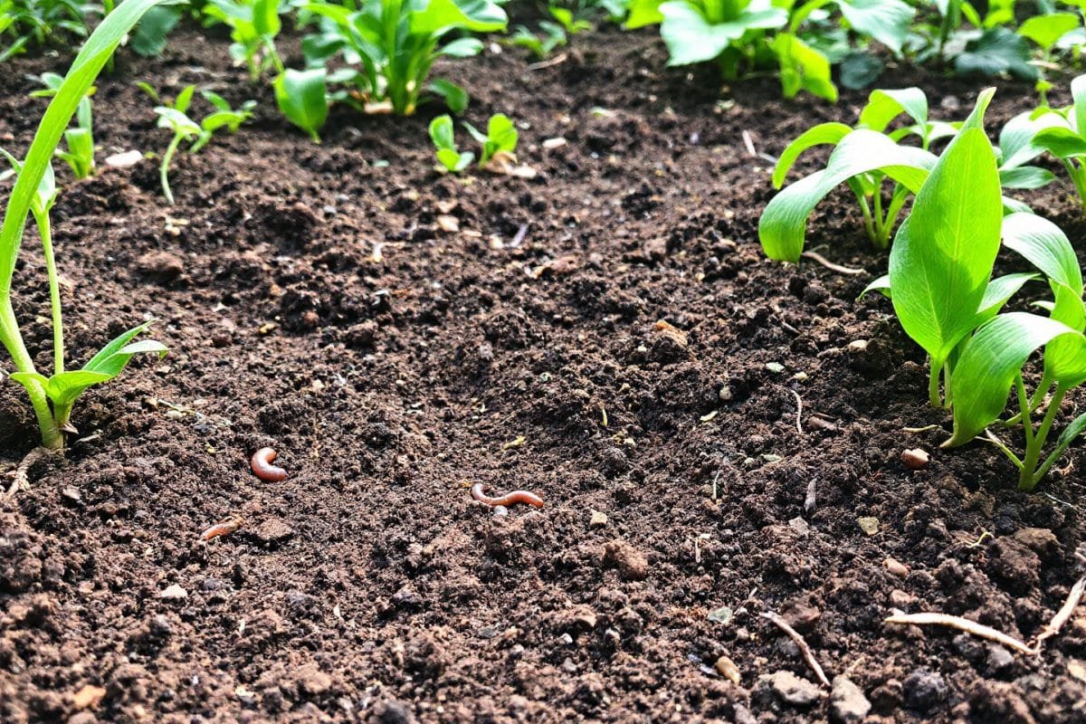 Devenez jour après jour le roi de la permaculture avec ces 3 techniques appliquées chez vous