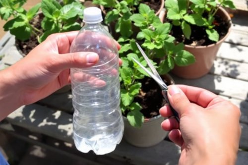 Gardez vos plantes en pleine santé avec cet arrosage automatique maison à moindre coût !