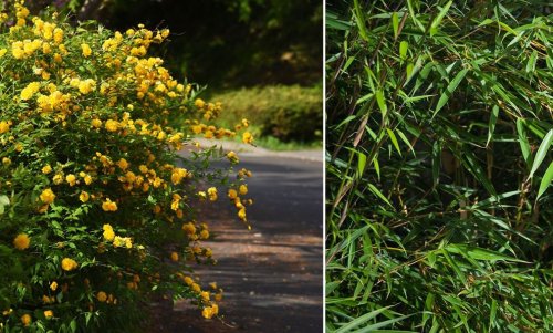 4 plantes pour une haie sans entretien