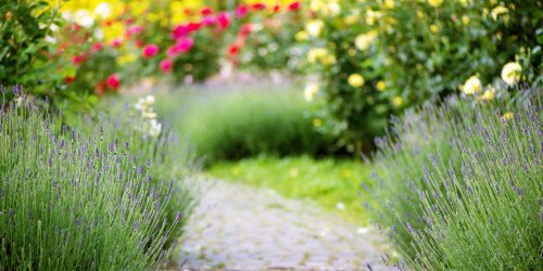 Les plantes d’extérieur les plus résistantes à la sécheresse