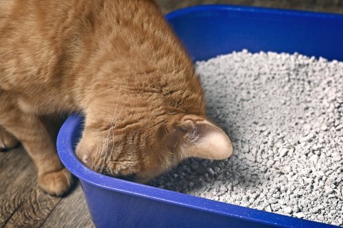La vérité sur la litière parfumée : pourquoi elle peut rendre votre chat malade (et l’alternative toute simple à la maison)
