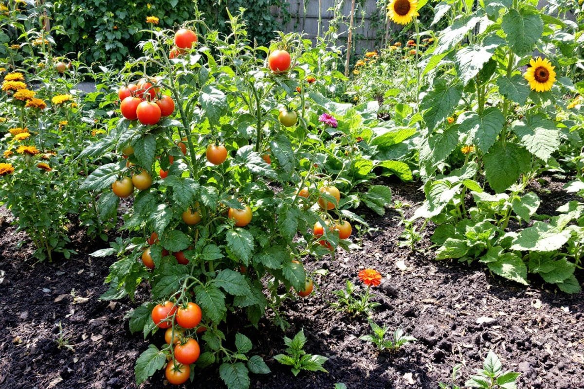 Ces astuces de jardinage vous garantiront un été fleuri et fruité comme jamais auparavant !