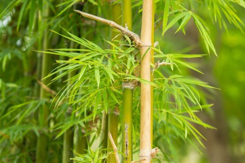 Comment se débarrasser définitivement du bambou dans votre jardin ?