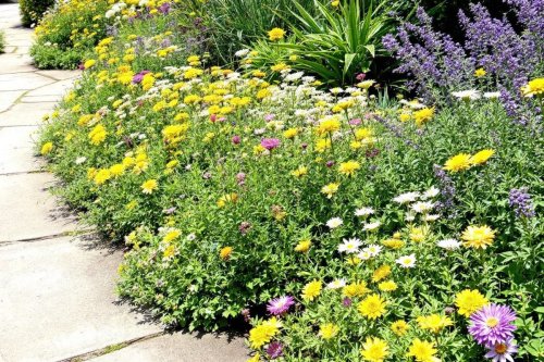 Redonnez vie à vos bordures : l’astuce que certains jardiniers ne veulent pas que vous sachiez