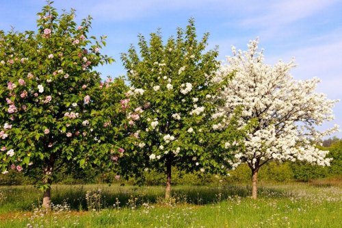 Ces 3 arbres fruitiers qui garantiront une abondance de fruits cet été (et que vous pouvez déjà planter)
