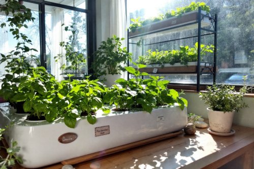 Un potager d’intérieur : cultivez vos herbes aromatiques toute l’année