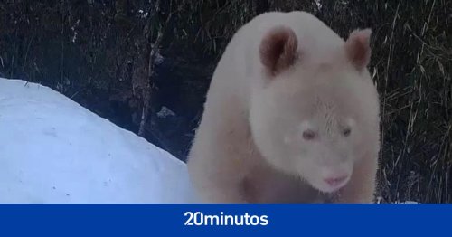 Captan en vídeo un raro panda gigante albino en una reserva natural china