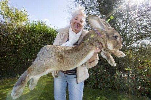 Le plus grand lapin du monde volé au Royaume-Uni