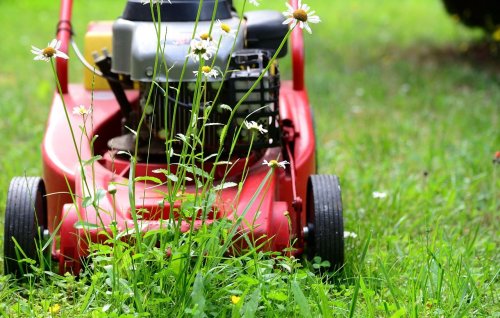 Tonte de pelouse : Les cinq erreurs à ne pas commettre