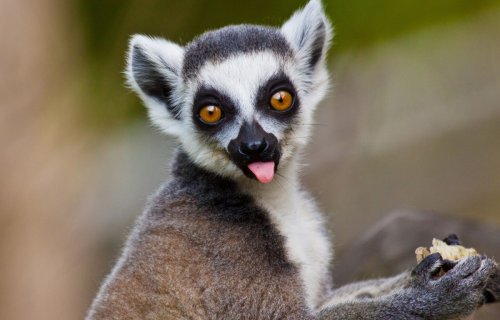 Trois infos étonnantes sur les lémuriens, animaux emblématiques de Madagascar
