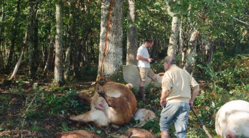 Dordogne : « On n'avait jamais vu ça ! », explique l'éleveur du troupeau de vaches foudroyé