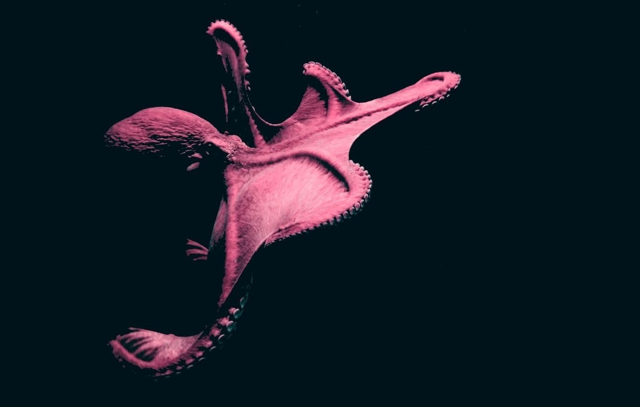 Des scientifiques filment « sharktopus », la rencontre improbable d’un requin et d’un poulpe