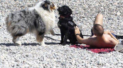 Escroquerie : Attention aux arnaques à l'adoption d'animaux sur Facebook !