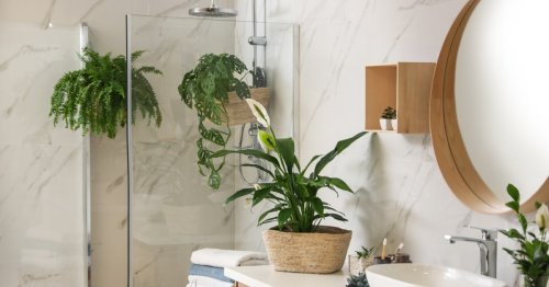These are the best shower plants for your bathroom (and why you really need one)