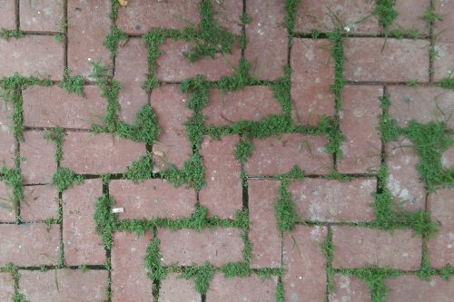 How to kill pesky weeds from between patio pavers