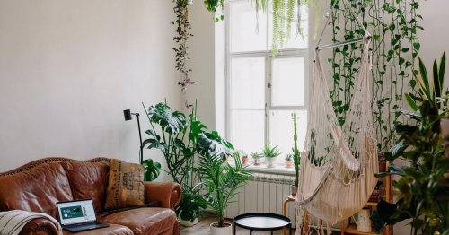 How to find inexpensive house plants for every room in your home