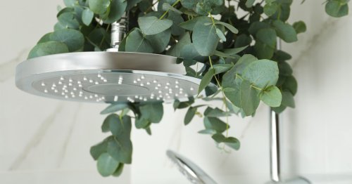 Eucalyptus in the shower? Here’s how to grow this fragrant plant for your spa-themed bathroom