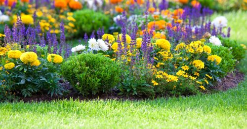 How to plant flowers in 6 simple steps for a vibrant, colorful garden