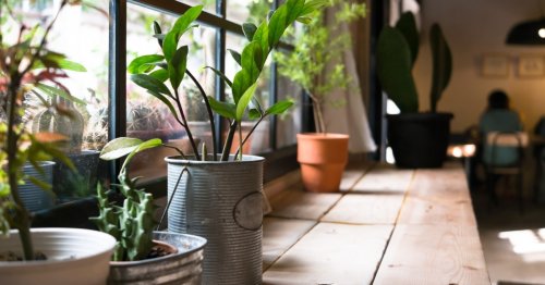 6 gorgeous low-maintenance indoor plants you can keep alive all season long