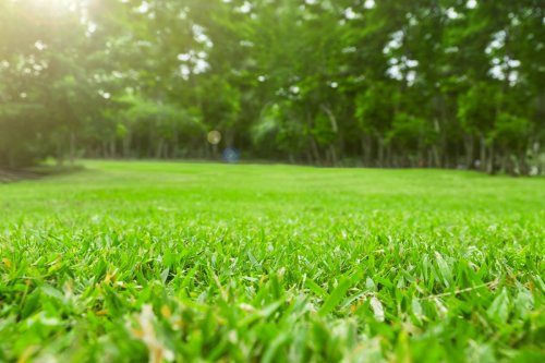 The quintessential guide to lawn fertilization for thick, healthy grass
