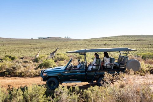 Safari Kapstadt